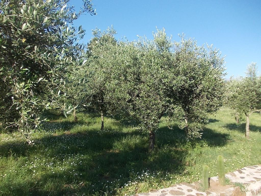 Uliveto Garden Bed and Breakfast Bagnara Calabra Εξωτερικό φωτογραφία